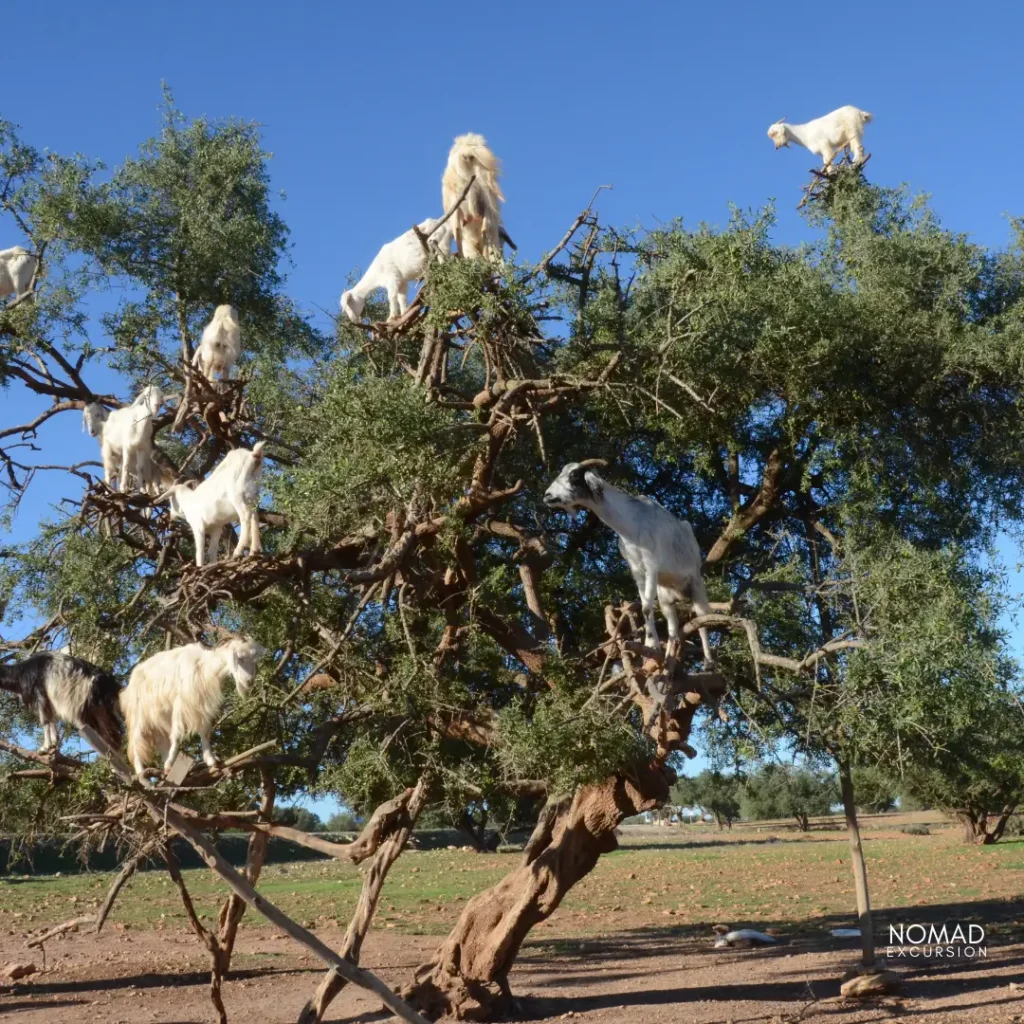 Argan Trees with Goats